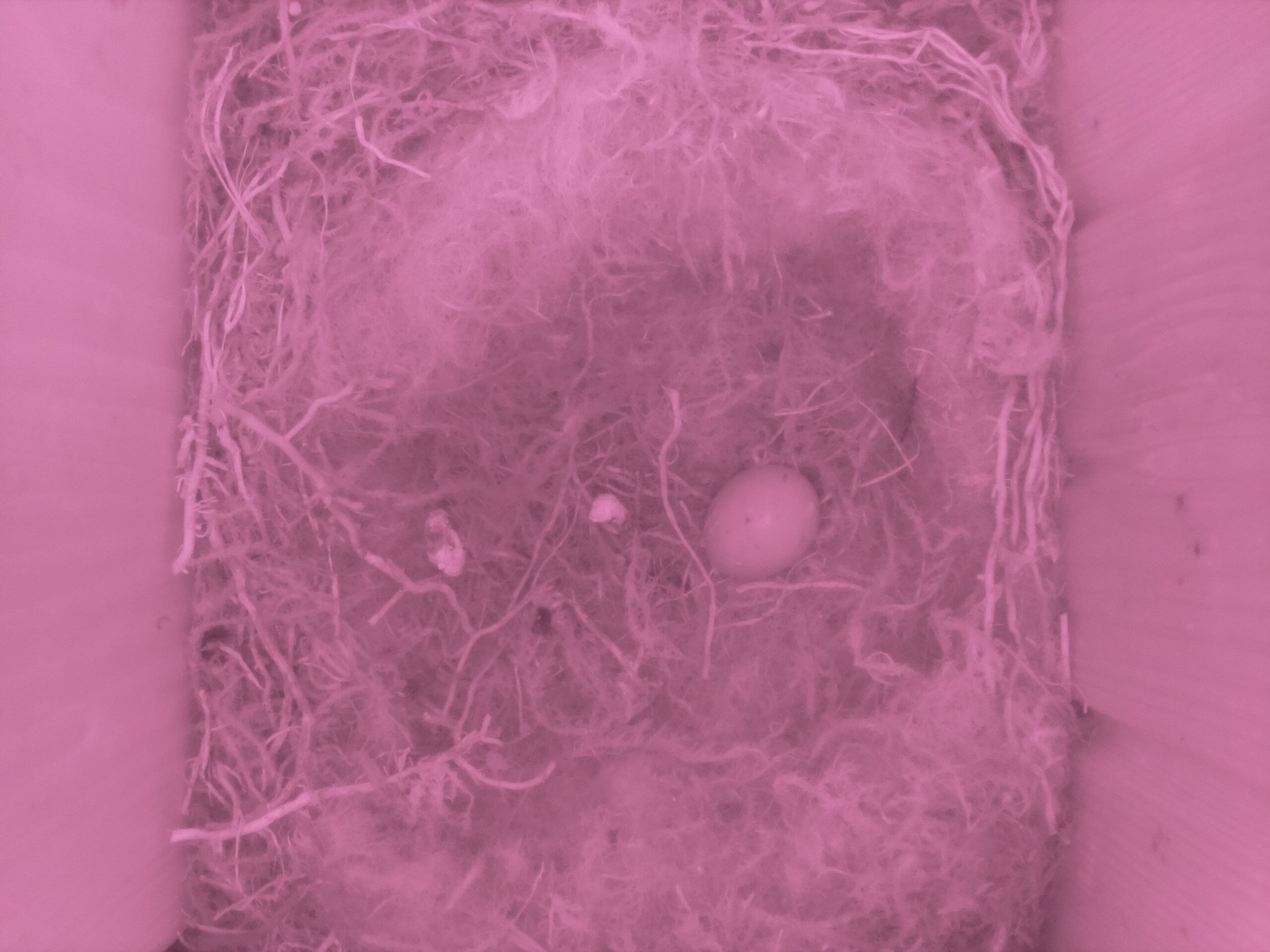 Leeres Nest mit einem Ei