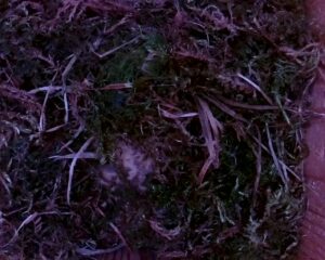 20230401-0730-nistkasten