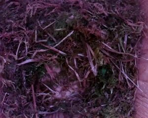 20230404-1530-nistkasten