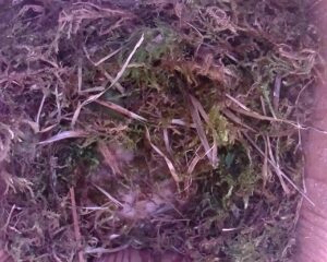 20230404-1830-nistkasten