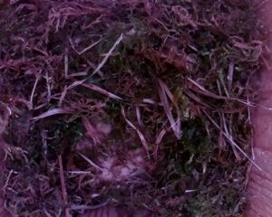 20230405-1530-nistkasten