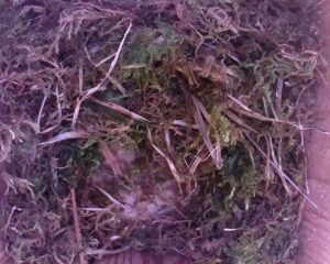 20230405-1830-nistkasten