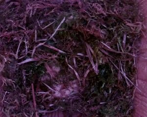 20230406-1030-nistkasten