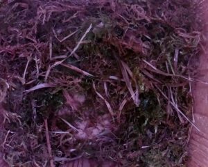 20230406-1130-nistkasten