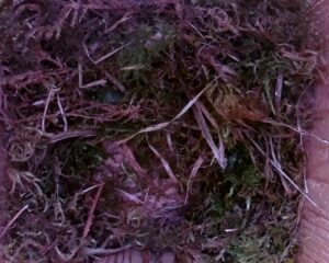 20230406-1230-nistkasten