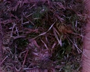 20230406-1630-nistkasten