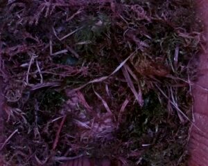 20230406-1830-nistkasten