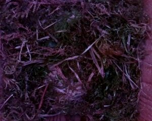 20230406-1930-nistkasten