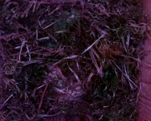 20230407-0730-nistkasten