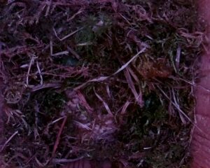 20230407-0830-nistkasten