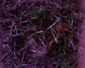 20230407-0930-nistkasten