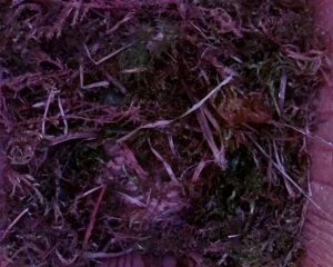 20230407-1030-nistkasten