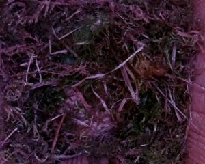 20230407-1130-nistkasten