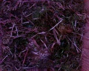 20230407-1230-nistkasten