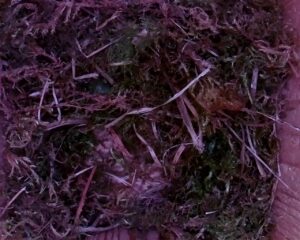 20230407-1330-nistkasten