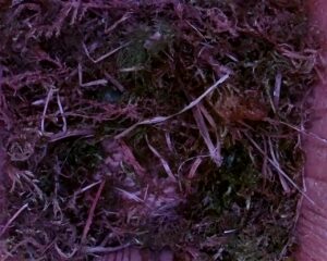 20230407-1430-nistkasten