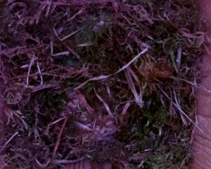 20230407-1530-nistkasten