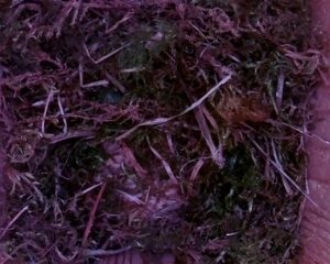 20230407-1630-nistkasten