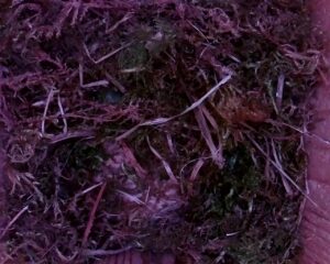 20230407-1730-nistkasten