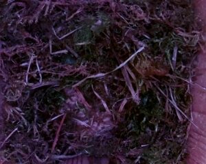 20230407-1830-nistkasten
