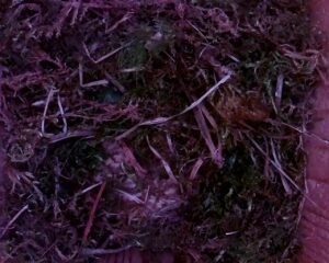 20230407-1930-nistkasten