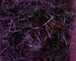 20230408-0730-nistkasten