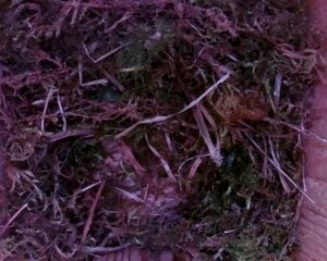 20230408-1130-nistkasten