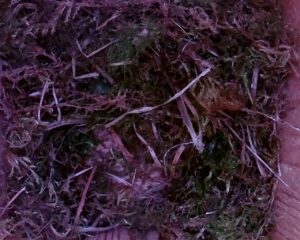 20230408-1230-nistkasten