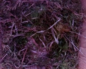 20230408-1630-nistkasten