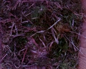 20230408-1730-nistkasten