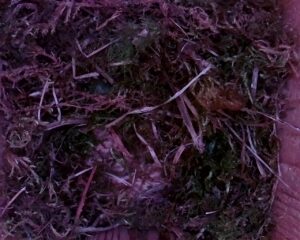 20230408-1830-nistkasten
