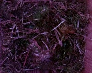 20230409-0730-nistkasten