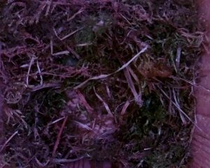 20230409-1030-nistkasten