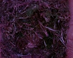 20230415-0730-nistkasten