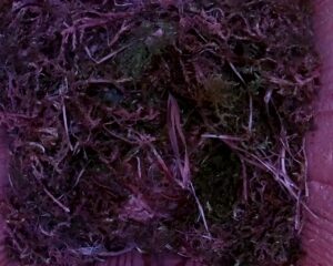 20230415-1630-nistkasten