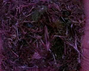 20230416-0830-nistkasten
