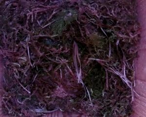 20230416-1830-nistkasten
