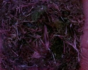 20230417-0730-nistkasten