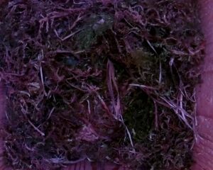 20230418-0830-nistkasten