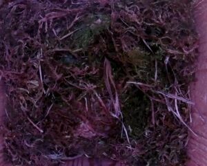20230419-1430-nistkasten