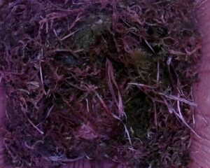 20230419-1530-nistkasten