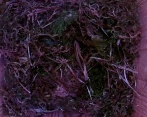 20230420-1830-nistkasten