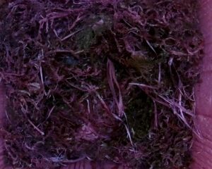 20230421-0830-nistkasten