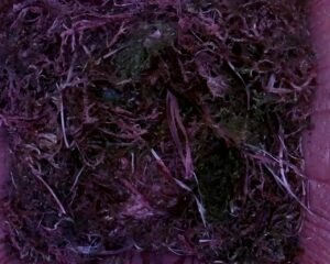 20230423-0730-nistkasten