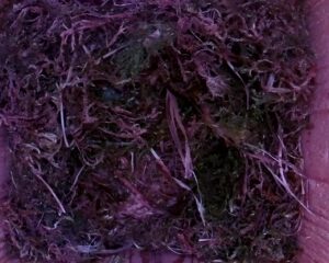 20230423-0830-nistkasten