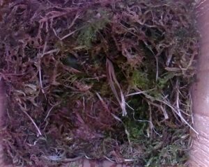 20230423-1630-nistkasten
