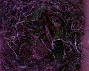 20230423-1830-nistkasten