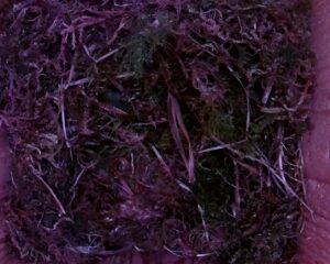 20230424-0730-nistkasten