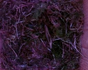 20230424-0830-nistkasten