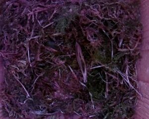 20230425-0930-nistkasten